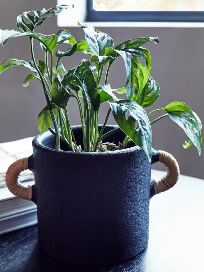 French Connection Terracotta Plant Pot Black Home Home Accessories